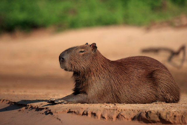 Capybara in the Pantanal, Brazil.