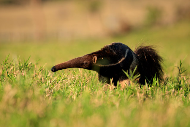 Giant anteater in the Pantanal, Brazil.