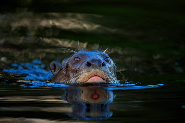 Giant river otter in the Pantanal, Brazil.