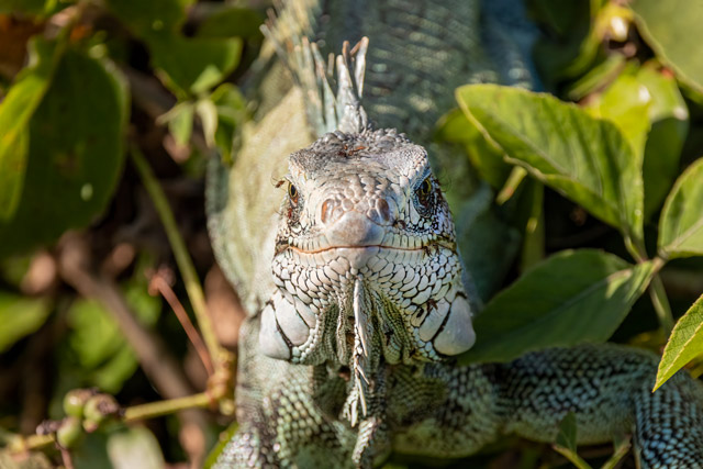 Green iguana in the Pantanal, Brazil.