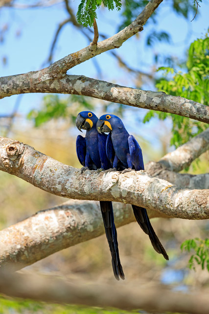 Hyacinth macaw in the Pantanal, Brazil.