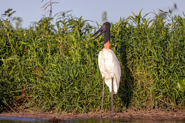 Jabiru stork in the Pantanal, Brazil.