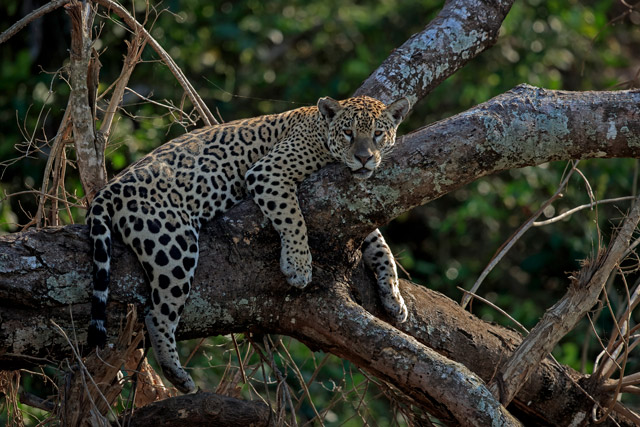 Jaguar in the Pantanal, Brazil.
