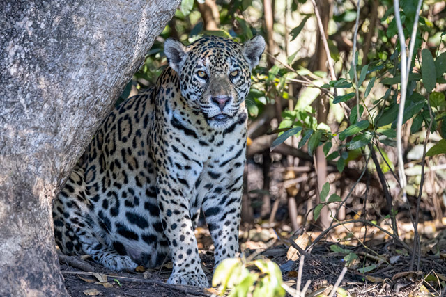 Jaguar in the Pantanal, Brazil.