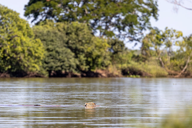 Jaguar swimming in the Pantanal, Brazil.
