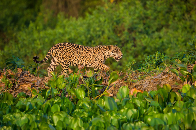 Jaguar in the Pantanal, Brazil.