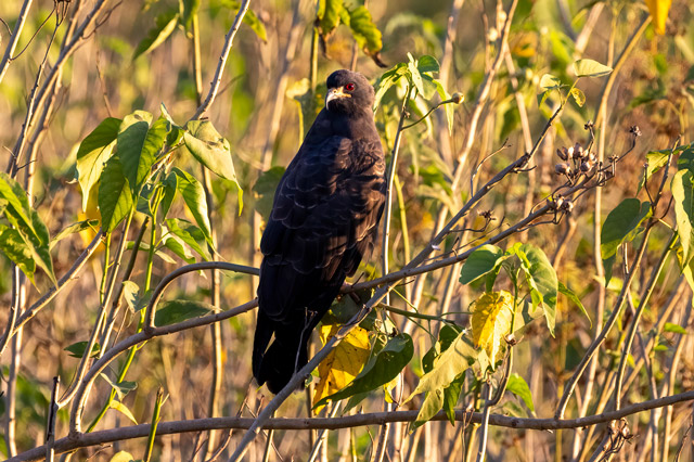Snail kite in the Pantanal, Brazil.
