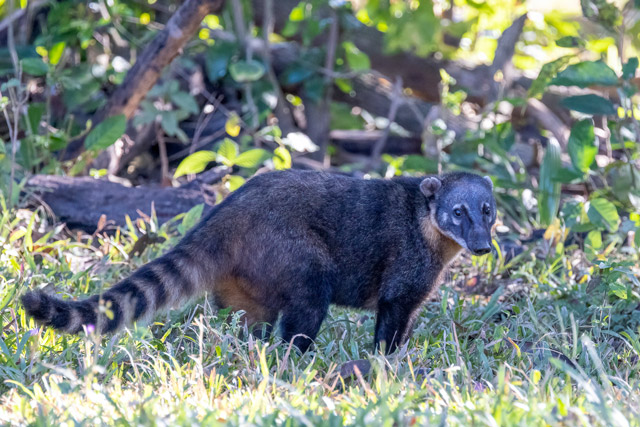 South American coati in the Pantanal, Brazil.