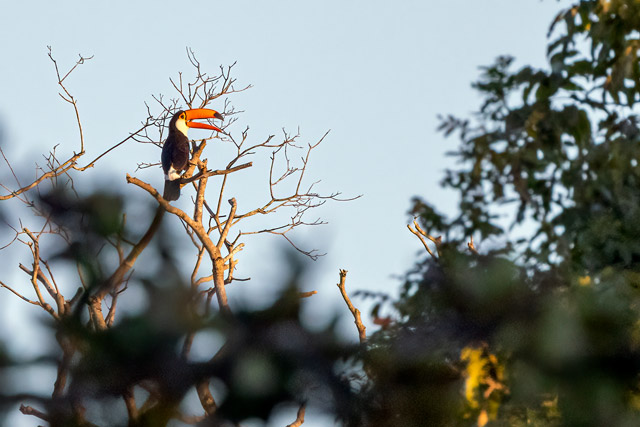 Toco toucan in the Pantanal, Brazil.
