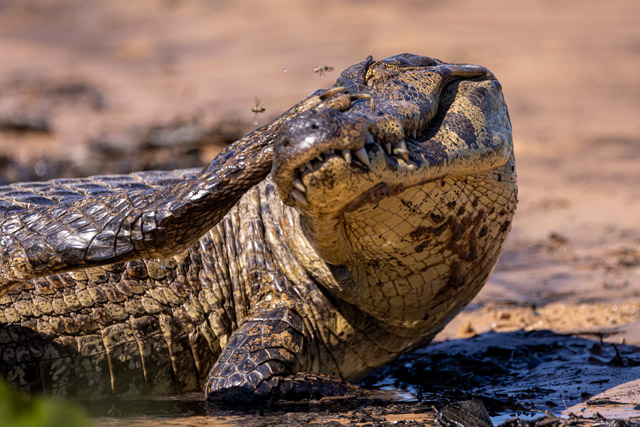 Yacare caiman in the Pantanal, Brazil.