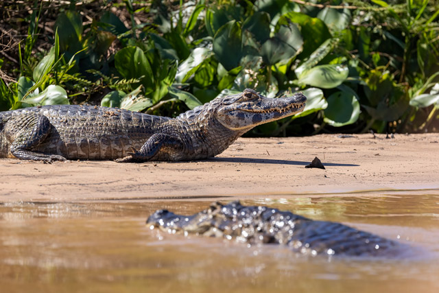 Yacare caiman in the Pantanal, Brazil.
