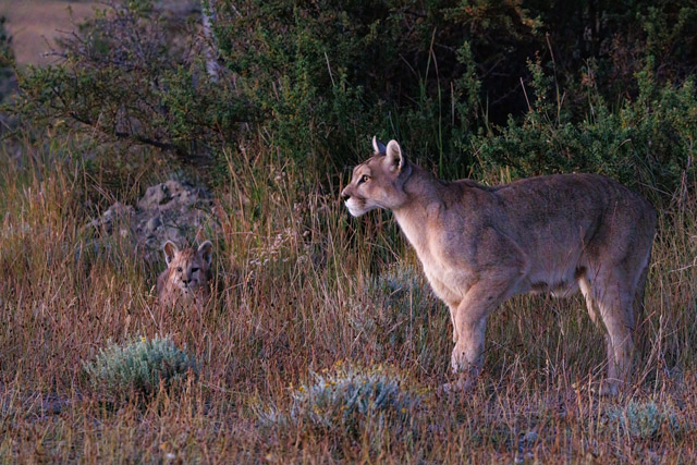 Puma and cub in Torres del Paine, Chile.
