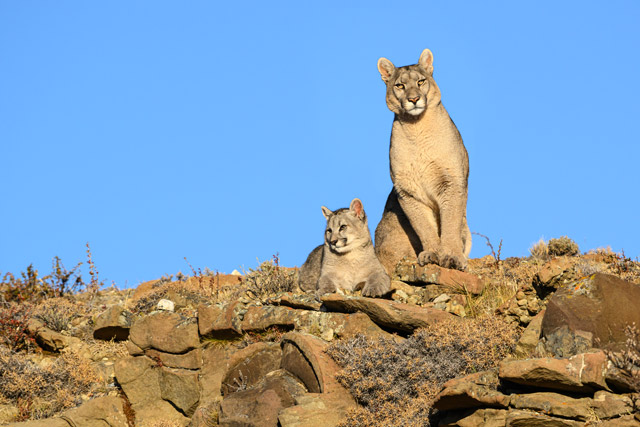 Puma in Torres del Paine National Park, Chile.