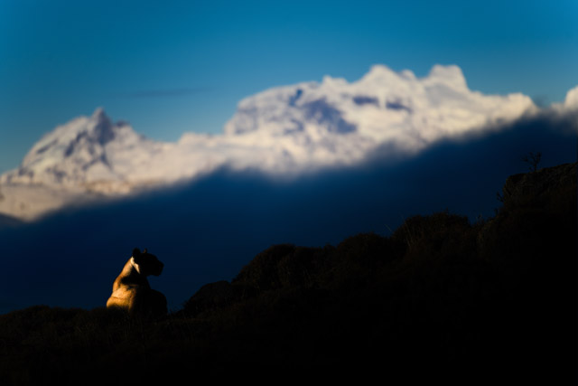 Silhouette of a puma in Torres del Paine, Chile.