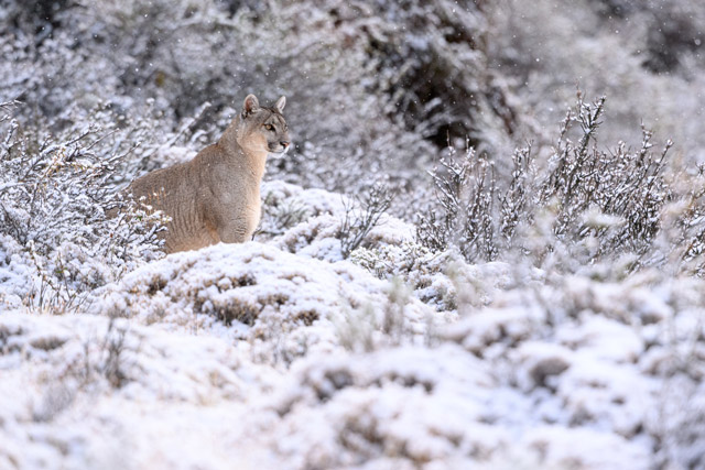 Puma in the snow in Torres del Paine, Chile.