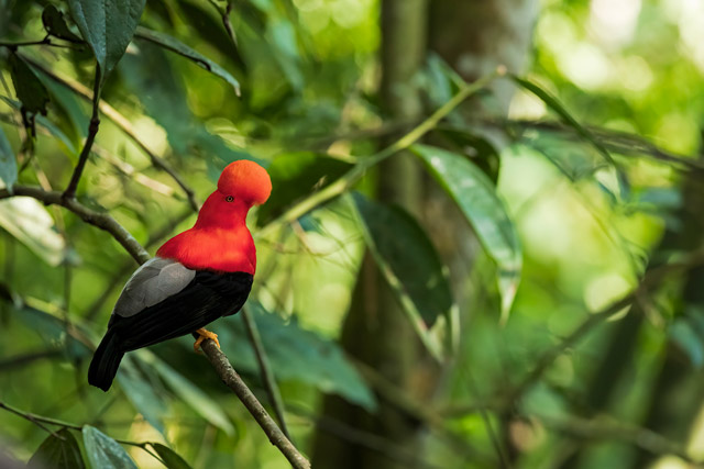 Andean cock of the rock in Colombia.
