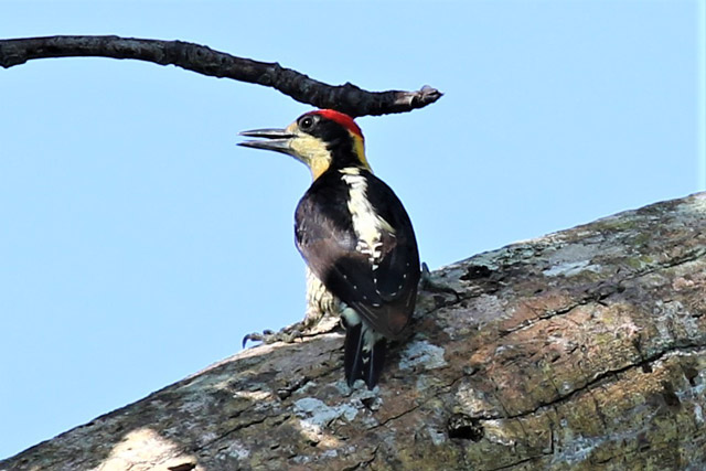 Beautiful woodpecker in Colombia.