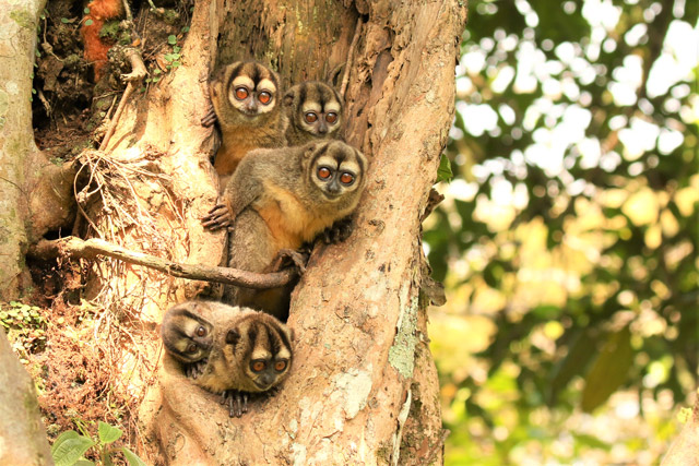 Brumback's night monkey in Colombia.
