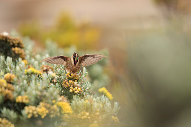 Buffy helmetcrest in Colombia.