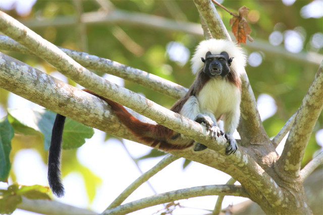 Cotton-top tamarin in Colombia.