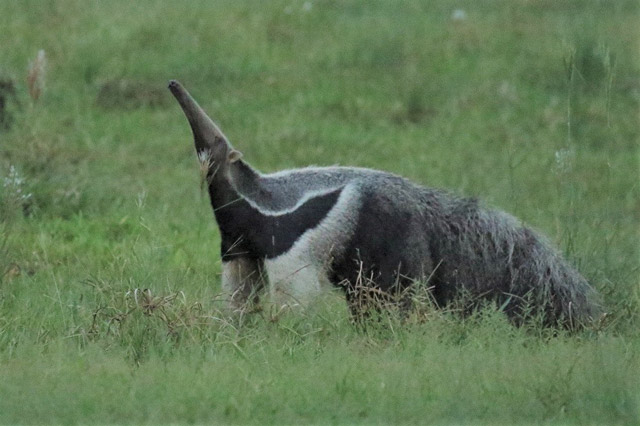 Giant anteater in Colombia
