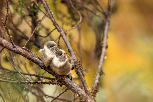 Juvenile green-bearded helmetcrest in Colombia.