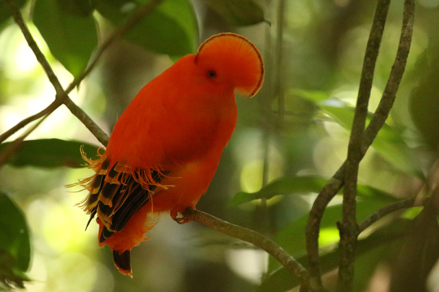Guianan cock-of-the-rock in Colombia