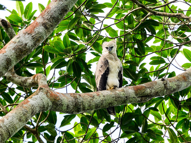Harpy eagle in Colombia