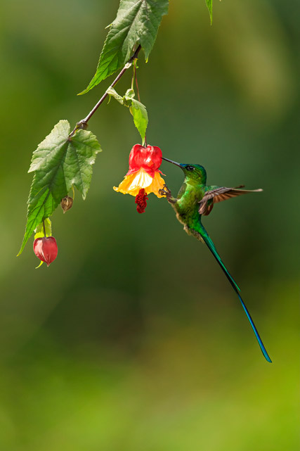 Long-tailed sylph in Colombia.