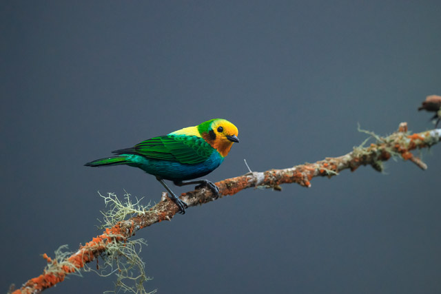 Multicoloured tanager in Colombia.