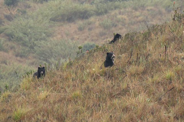 Spectacled bear in Colombia.