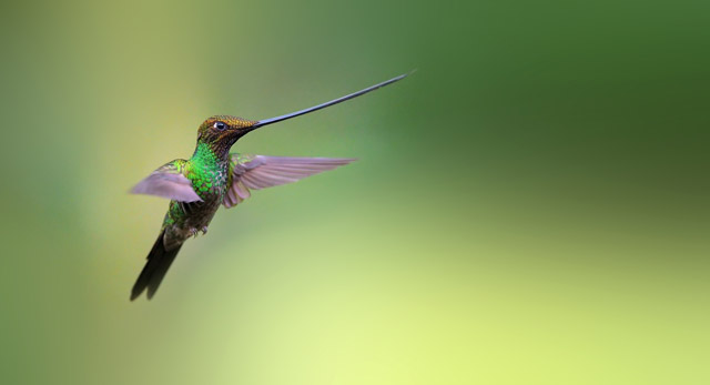 Sword-billed hummingbird in Colombia.