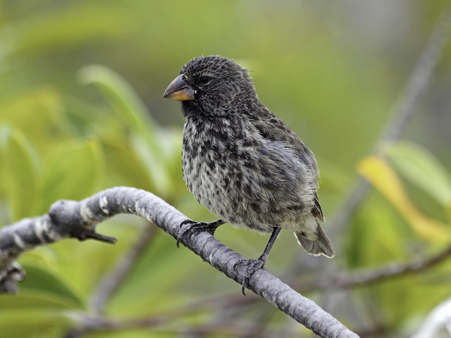 Darwin's finch in the Galapagos Islands