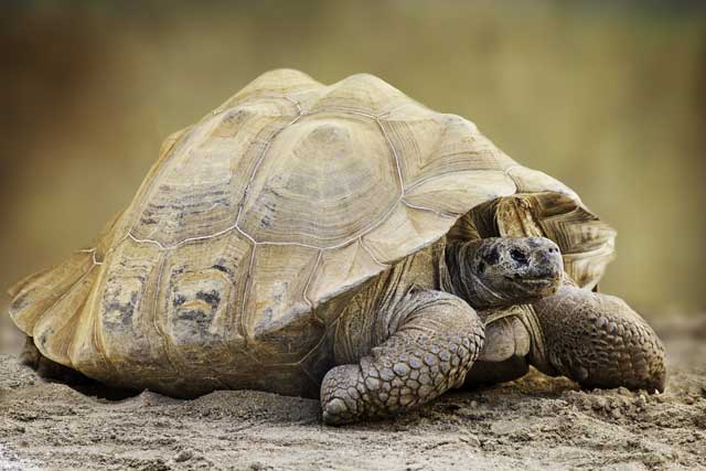 Galapagos tortoise