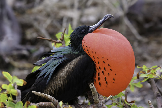 Male great frigatebird in the Galapagos Islands