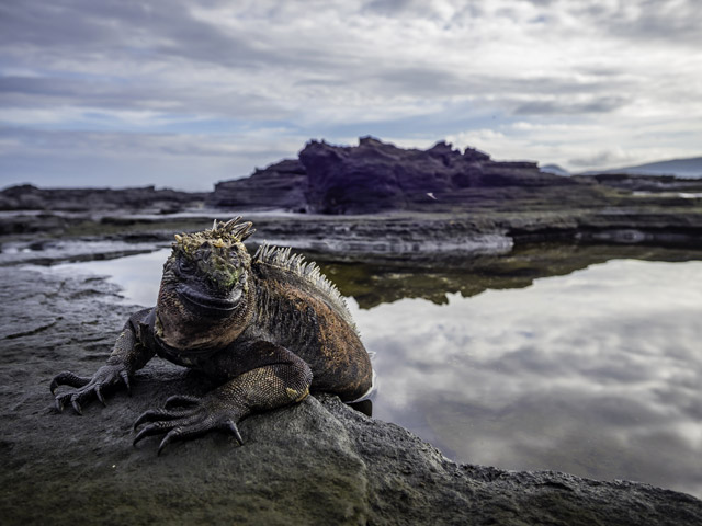 Marine iguana on the shore of Fernandina Island, the Galapagos
