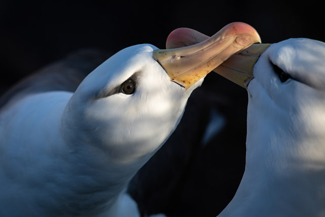 Black-browed albatross in the Falkland Islands.
