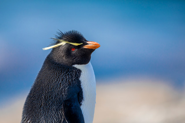 Rockhopper penguin in Bleaker Island, the Falklands.