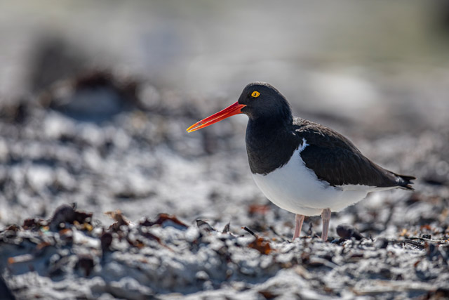 Magellanic oystercatcher in the Falkland Islands.