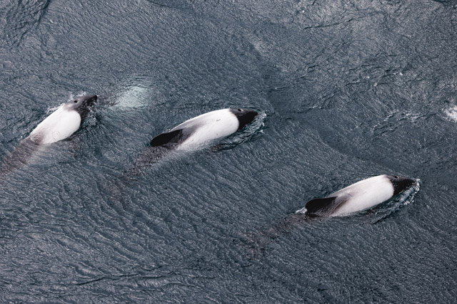 Peale's dolphin in Saunders Island, the Falklands.