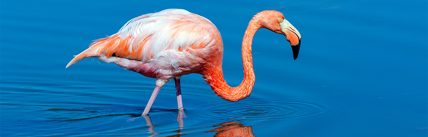 American flamingo in the Galapagos Islands