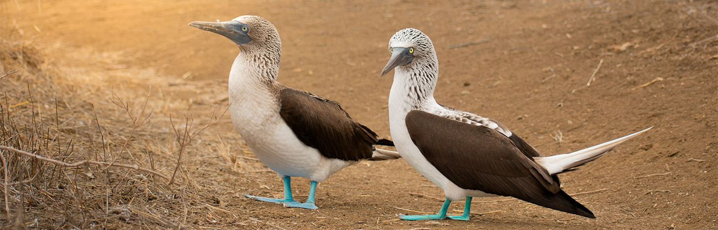 Blue-footed boobies in the Galapagos Islands