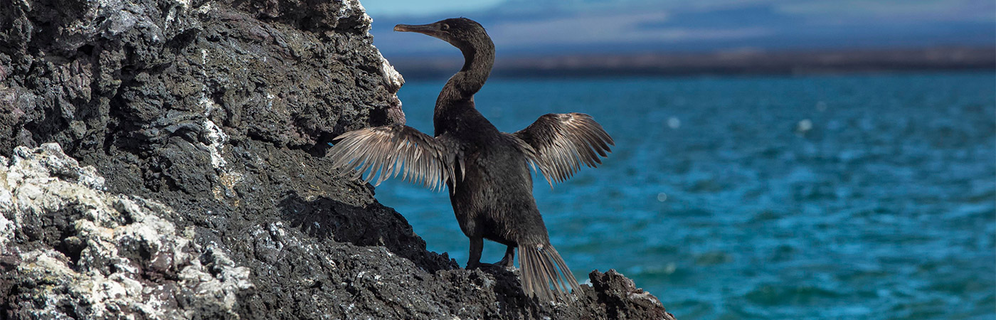 Flightless cormorant in the Galapagos Islands