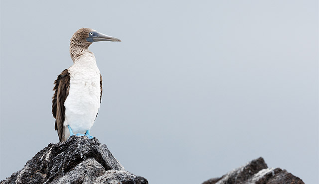 Blue-footed booby in Floreana Island, the Galapagos.