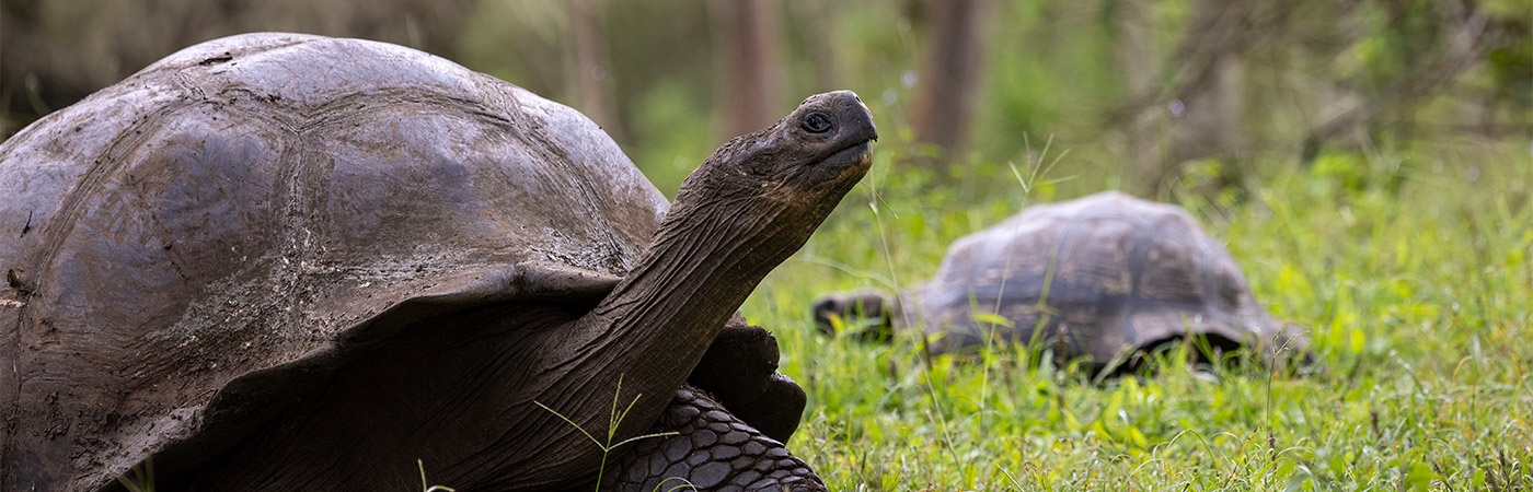 Giant tortoise in the Galapagos Islands.