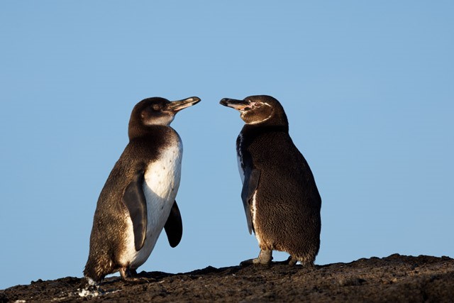 Galapagos penguin in the Galapagos