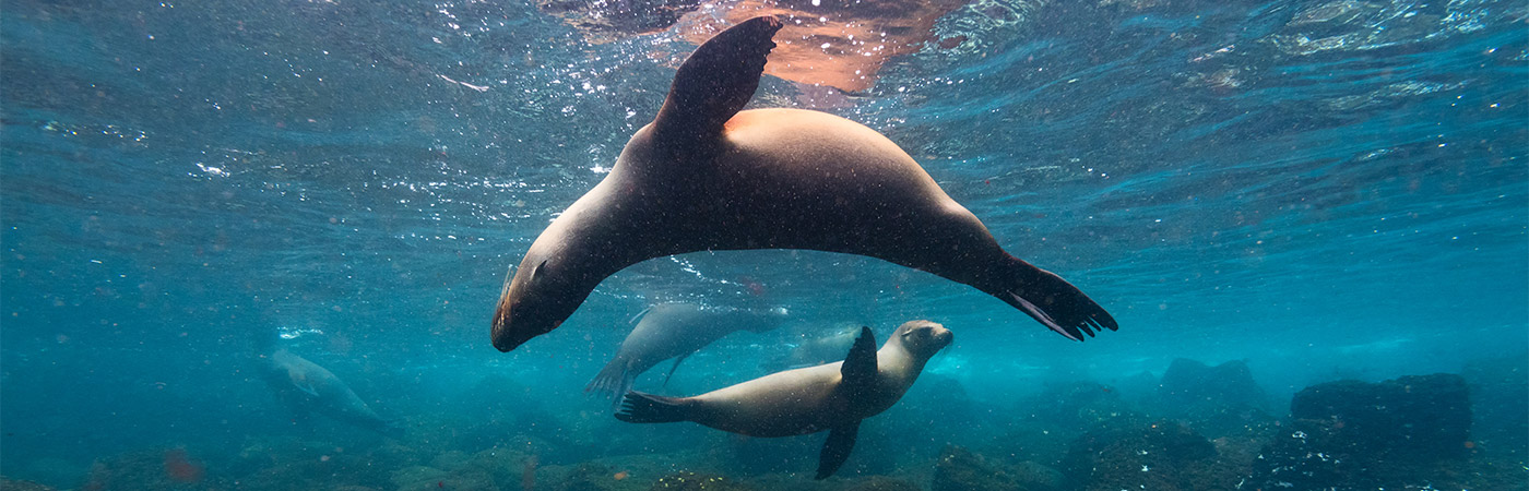 Galapagos sealion in the Galapagos Islands