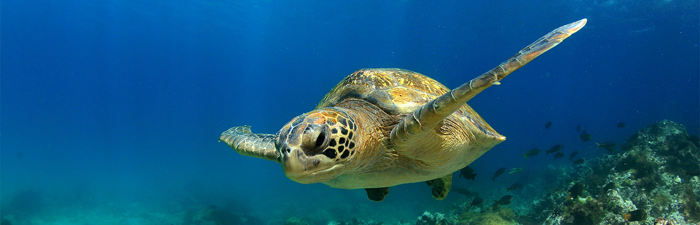 Green turtle in the Galapagos Islands