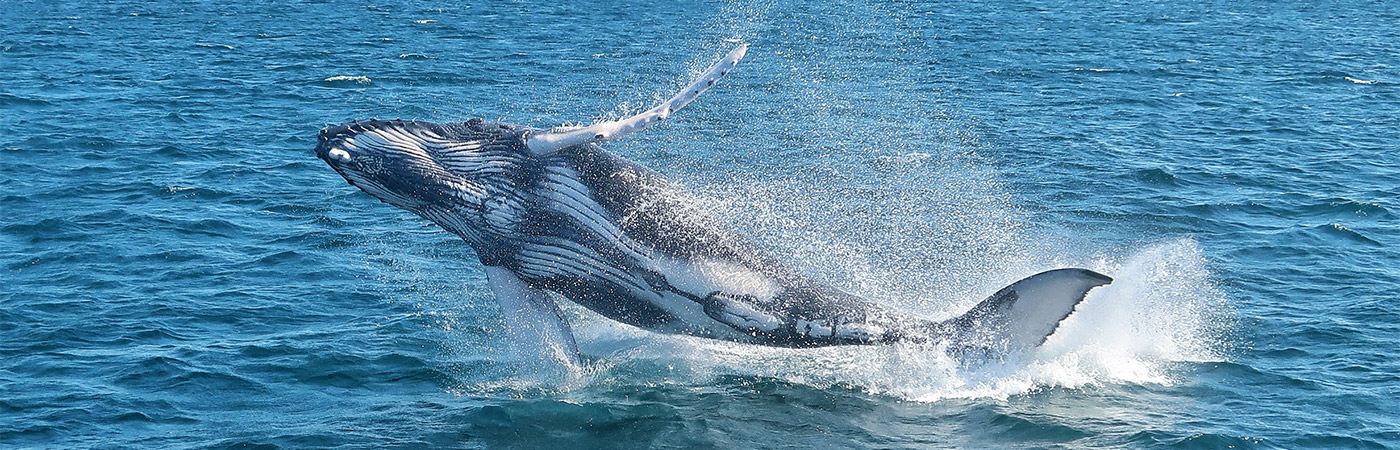 Humpback whale in the Galapagos Islands