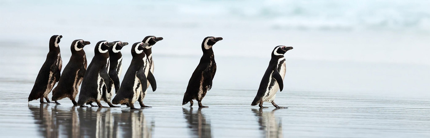Galapagos penguin in the Galapagos Islands